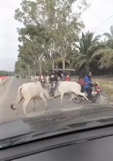 Momen apes dua cewek jatuh di lubang usai tersenggol sapi TikTok