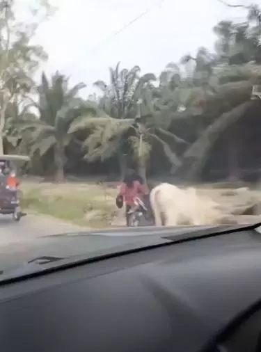 Momen apes dua cewek jatuh di lubang usai tersenggol sapi TikTok