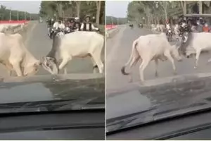 Dua wanita ini apes banget jadi korban sapi adu tanduk, endingnya bikin susah tahan tawa