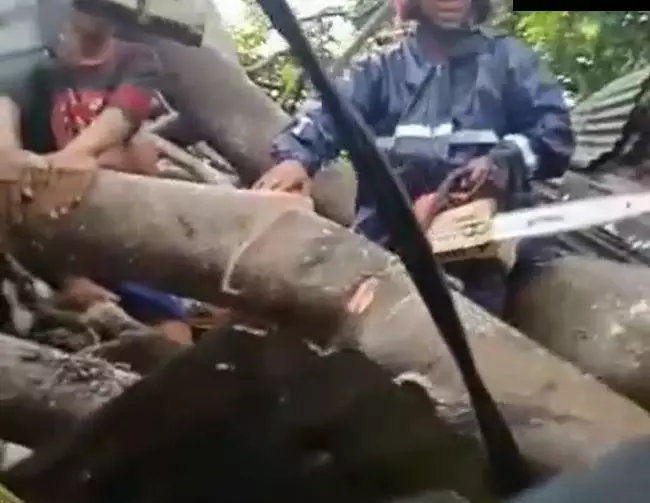 kakek santai sambil isap rokok meski dihimpit pohon Instagram