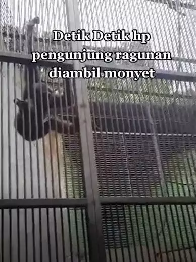 HP pengunjung kebun binatang diambil monyet siamang TikTok HP pengunjung kebun binatang diambil monyet siamang TikTok