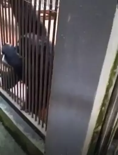HP pengunjung kebun binatang diambil monyet siamang TikTok HP pengunjung kebun binatang diambil monyet siamang TikTok