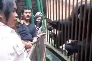 Merekam terlalu dekat, pengunjung Ragunan kena momen sial ponselnya dirampas monyet siamang