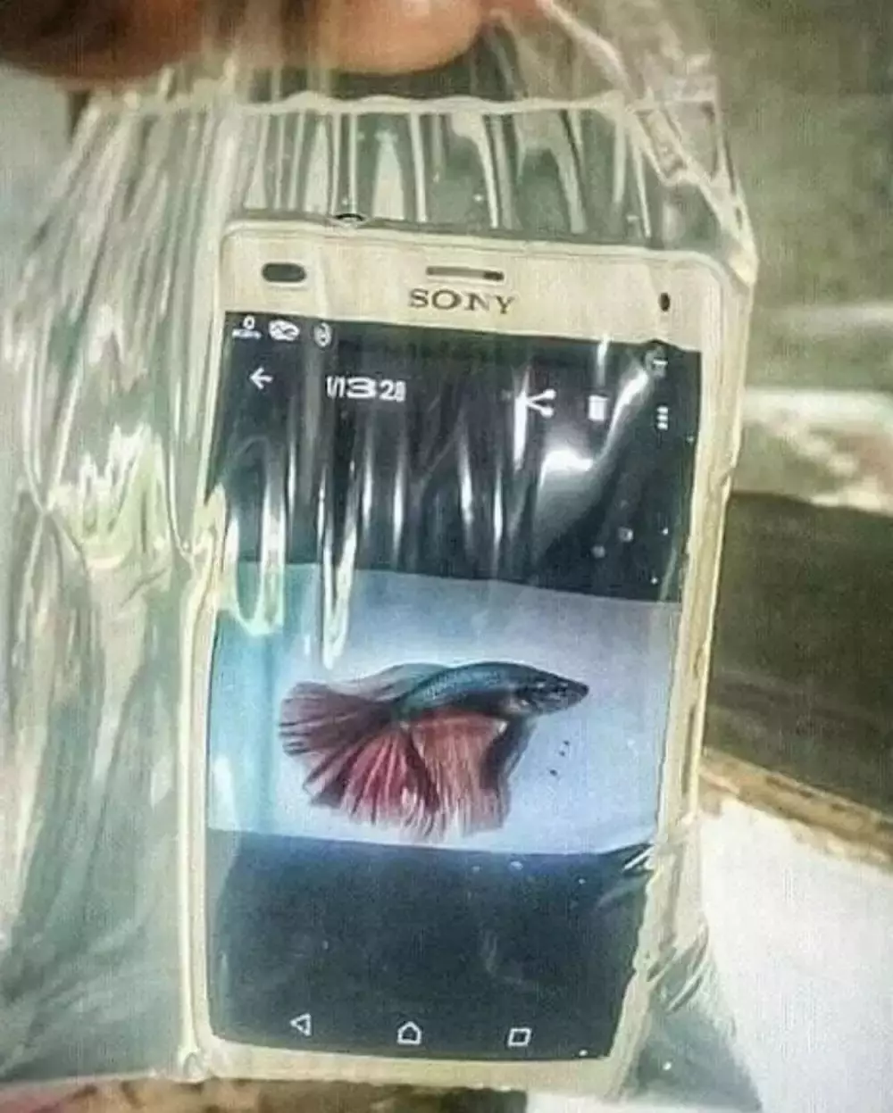 Kelakuan absurd bawa 