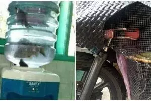 11 Potret kreatif niat mau hemat tempat ini endingnya malah nyeleneh