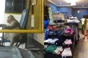 13 Potret absurd hewan di tempat umum ini bikin pengen ketawa, ada-ada saja tingkahnya