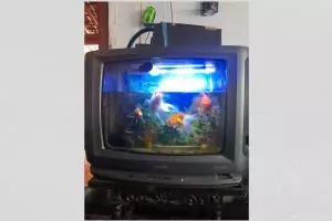 11 Potret benda alih fungsi jadi akuarium ini nyelenehnya bikin nggak habis pikir