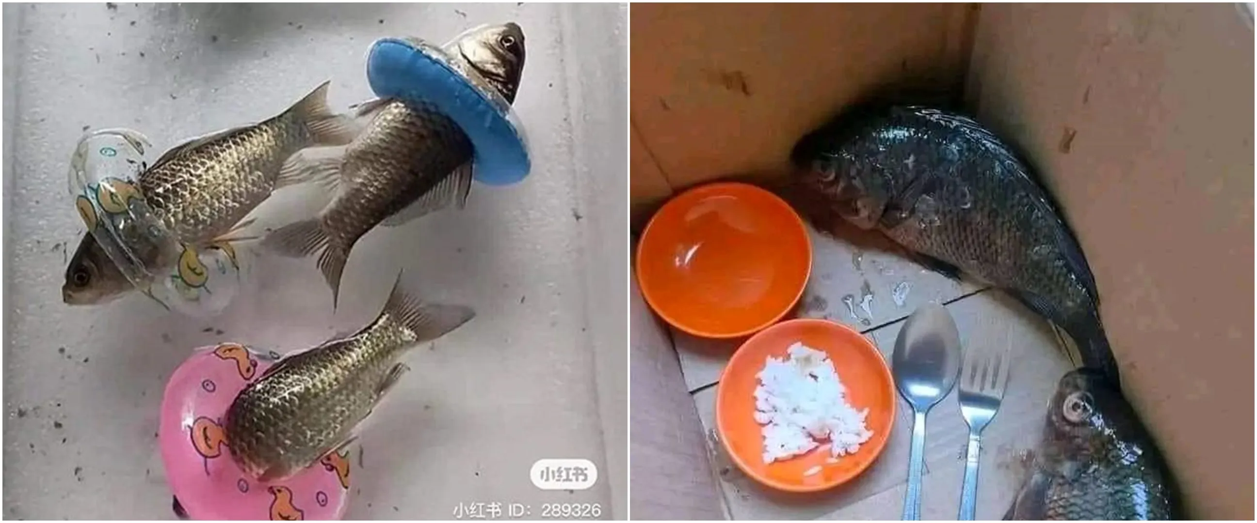 Nggak habis pikir, 11 aksi nyeleneh orang pelihara ikan ini bikin pencinta hewan elus dada