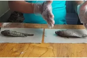 8 Cara mudah membedakan ikan segar dan busuk, jangan terkecoh saat beli