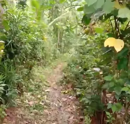 nenek tinggal di gubuk pedalaman tanpa aliran listrik YouTube