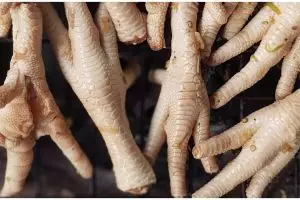 Cara menyimpan ceker ayam agar awet dan bebas bakteri hingga berbulan-bulan