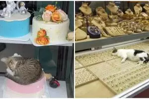 Pengin marah tapi nggak bisa, 11 potret lucu kucing tidur di etalase yang gemesin abis