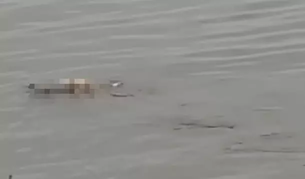 buaya antar jasad balita © berbagai sumber