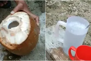 Bukan di freezer, ini trik menyimpan air kelapa agar tidak mudah basi
