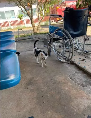 Kucing dililit ular TikTok