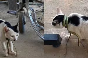 Momen kucing selamat dari lilitan ular di lehernya, datangi rumah sakit sendirian