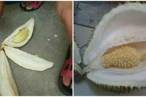 Sakit tak berdarah, 11 momen beli durian ini pas dibuka endingnya bikin kesal