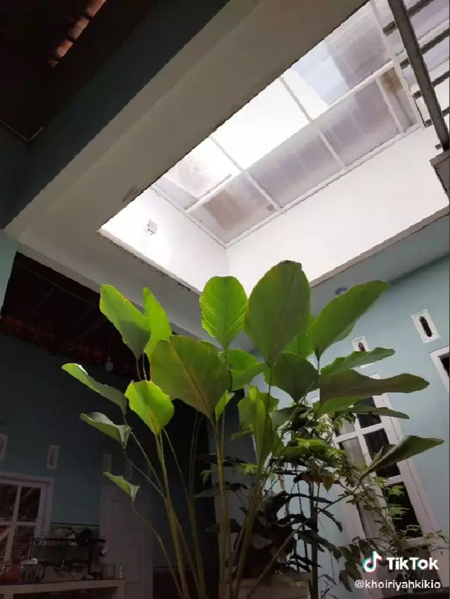 rumah ala taman © TikTok/@khoiriyahkikio rumah ala taman © TikTok/@khoiriyahkikio
