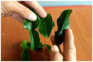Nggak banyak yang tahu, bentuk daun jeruk ini bikin masakan jadi pahit