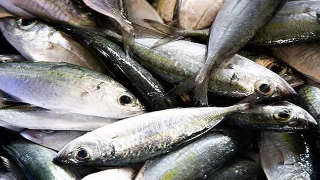 Hujan ikan di Honduras fenomena alam unik dan langka Berbagai sumber Hujan ikan di Honduras fenomena alam unik dan langka Berbagai sumber