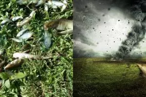 Hujan ikan di Honduras, fenomena alam unik dan langka yang bikin penasaran