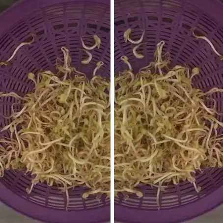 Trik menyimpan tauge tanpa kulkas, tak berlendir dan busuk lebih dari tiga hari