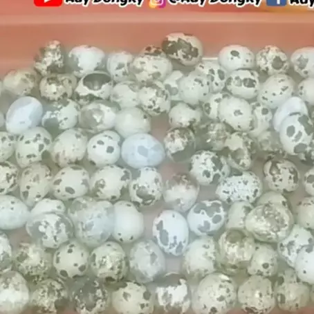 Wajib teliti, begini cara memilih telur puyuh berkualitas dan mudah dikupas setelah direbus