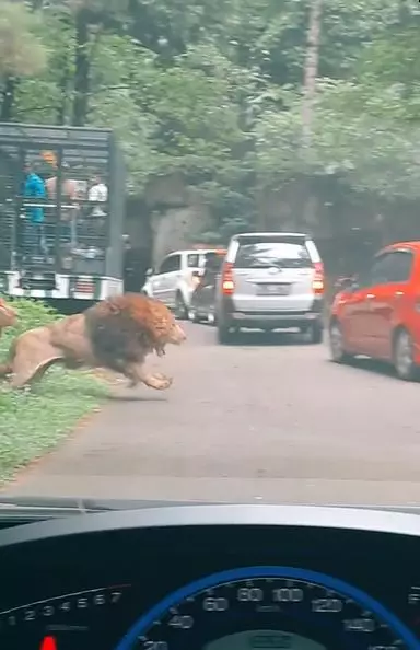 Mobil pengunjung Taman Safari ditabrak singa berkelahi Berbagai sumber