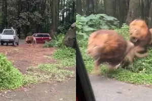 Mobil pengunjung Taman Safari Prigen ditabrak singa berkelahi, pemilik ikhlas tak dapat ganti rugi