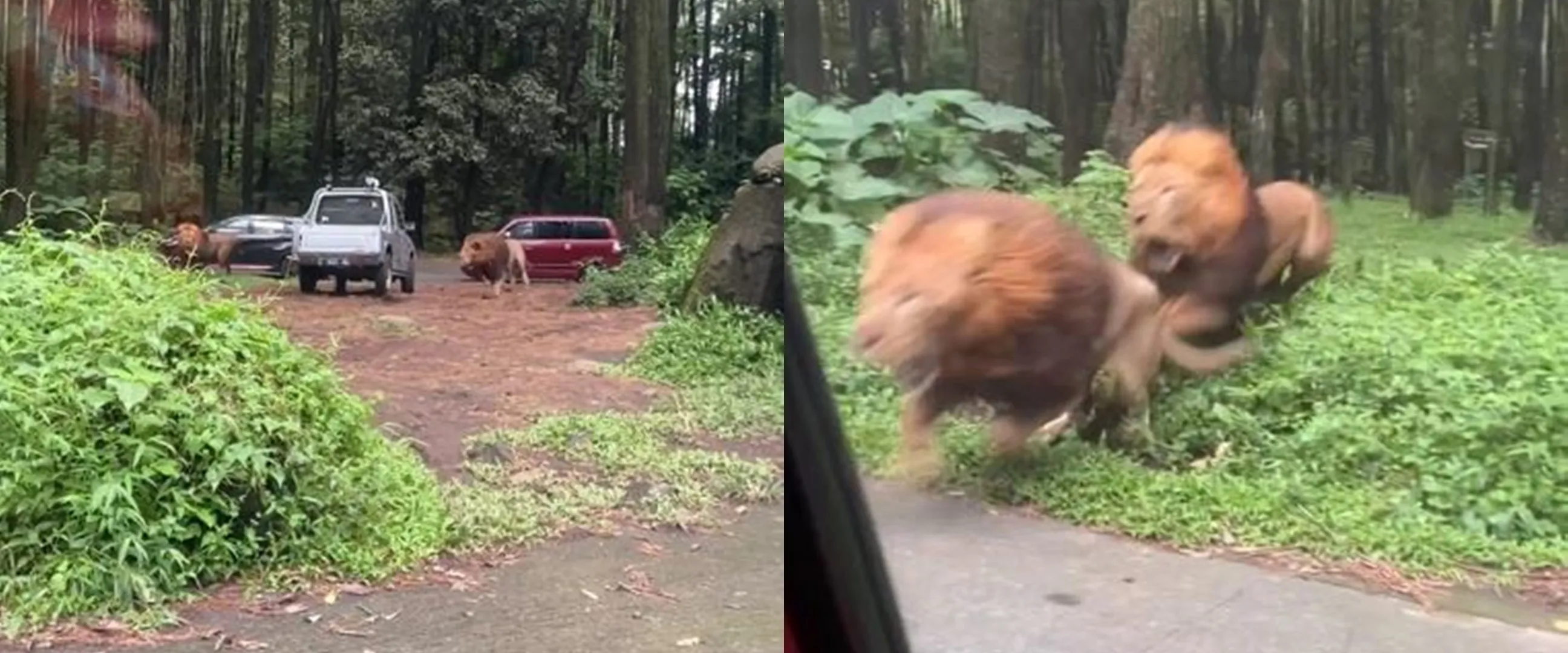 Mobil pengunjung Taman Safari Prigen ditabrak singa berkelahi, pemilik ikhlas tak dapat ganti rugi