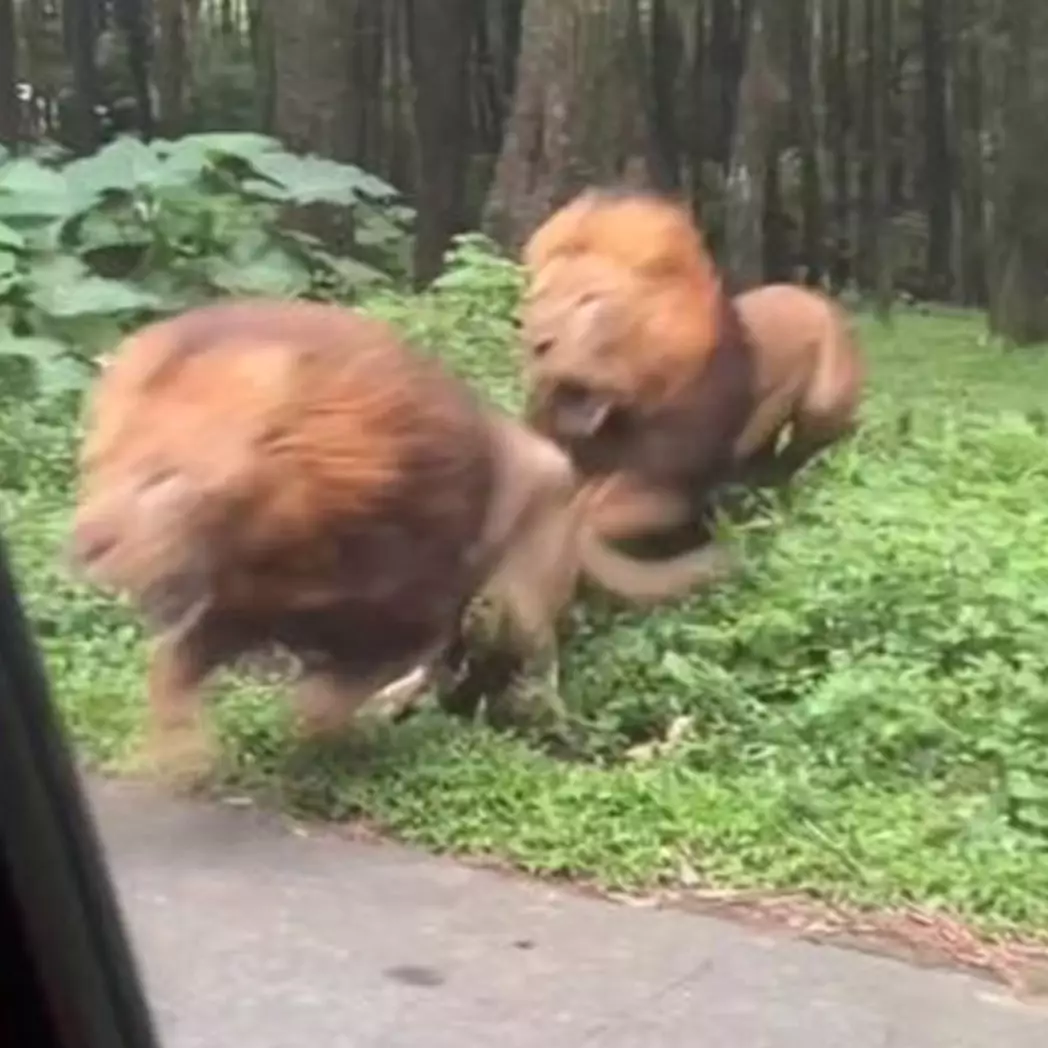 Mobil pengunjung Taman Safari Prigen ditabrak singa berkelahi, pemilik ikhlas tak dapat ganti rugi