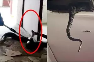 Momen dramatis petugas damkar evakuasi 2 ular piton di atas plafon rumah, bikin jantung hampir copot