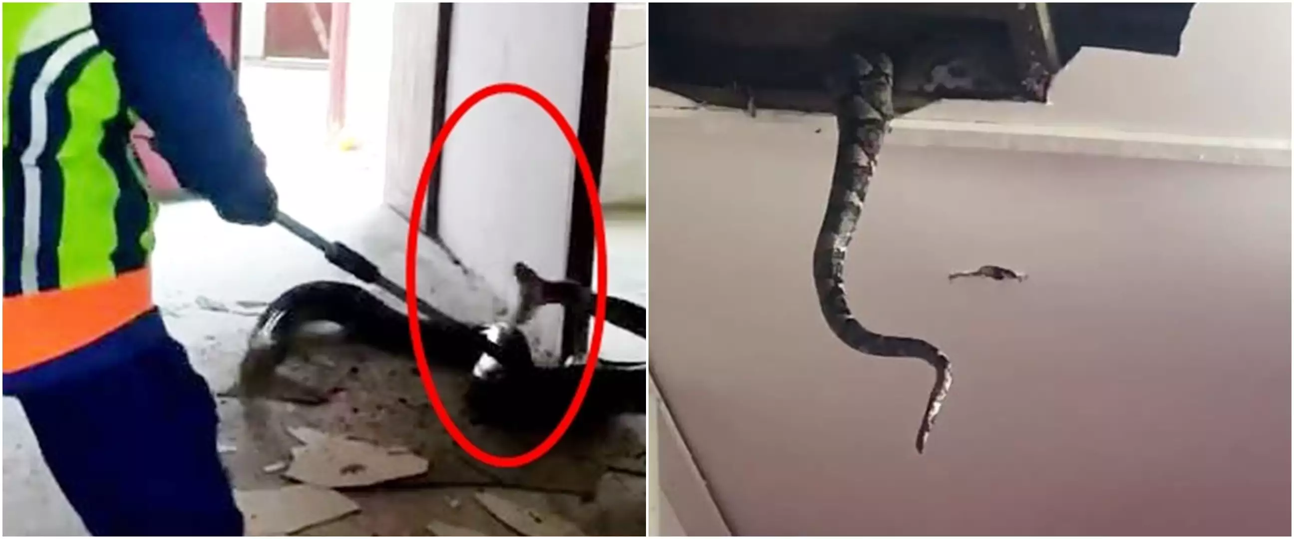 Momen dramatis petugas damkar evakuasi 2 ular piton di atas plafon rumah, bikin jantung hampir copot
