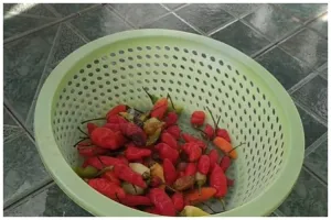 Jangan hanya pakai air, begini cara mencuci cabai agar sisa pestisida lenyap