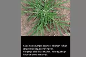 11 Lelucon receh bapak-bapak di status WhatsApp ini bisa bikin terkecoh, harus baca detail