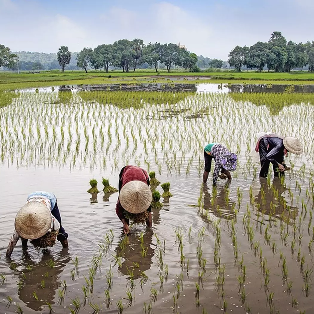 Arti mimpi menanam padi, jadi pertanda baik atau buruk?