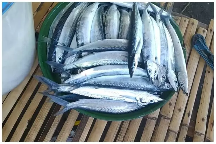 Cara mengawetkan ikan segar pakai bahan alami, tahan lama berbulan-bulan tanpa kulkas