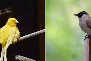 11 Arti mimpi tentang burung, dipercaya membawa pertanda baik
