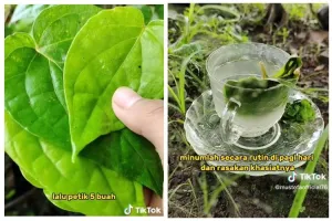 Cara mudah merebus daun sirih untuk bantu turunkan kolesterol
