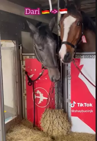 wanita datangkan kuda dari Jerman ke Indonesia  © 2023 brilio.net