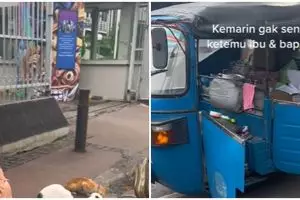 Suami istri rutin beri makan kucing jalanan hingga 300 ekor per hari, aksinya dipuji