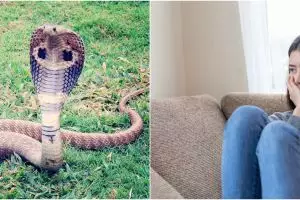 11 Arti mimpi ada ular di rumah, benarkah tanda bahaya akan datang?