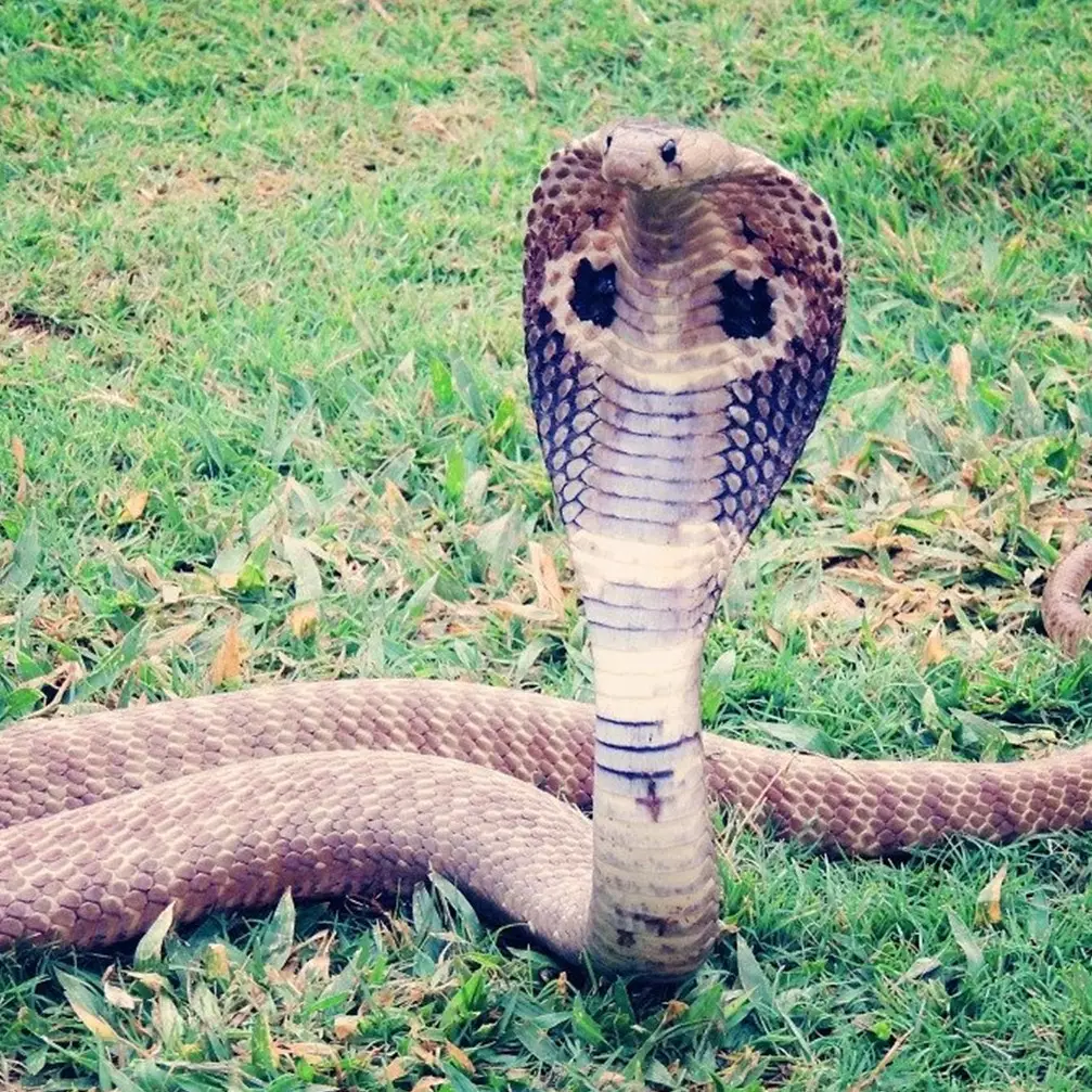 11 Arti mimpi ada ular di rumah, benarkah tanda bahaya akan datang?