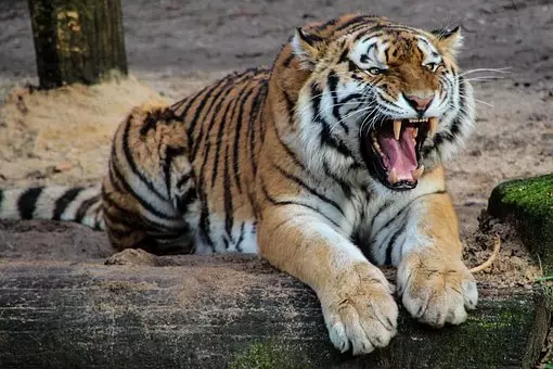 Arti mimpi melihat harimau © 2023 brilio.net Arti mimpi melihat harimau © 2023 brilio.net