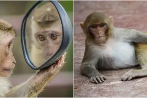 11 Arti mimpi monyet masuk rumah, jadi pertanda buruk di kehidupan nyata