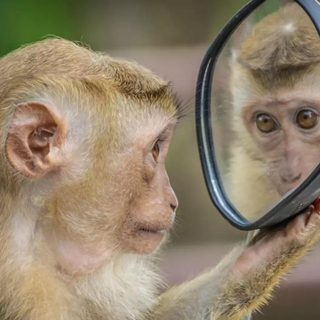 11 Arti mimpi monyet masuk rumah, jadi pertanda buruk di kehidupan nyata