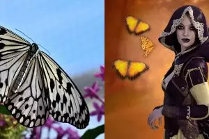 11 Arti mimpi melihat kupu-kupu, disebut membawa pertanda baik bagi si pemimpi