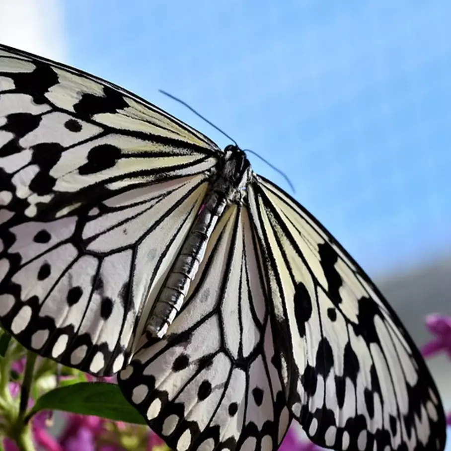 11 Arti mimpi melihat kupu-kupu, disebut membawa pertanda baik bagi si pemimpi