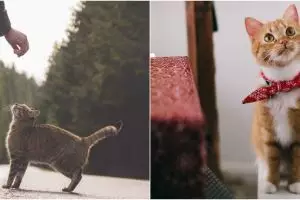 11 Arti mimpi melihat kucing, bisa jadi peringatan untuk si pemimpi