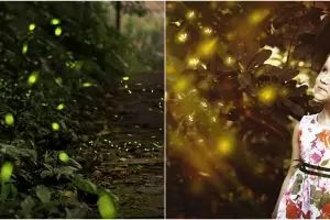 9 Arti mimpi melihat kunang-kunang, pertanda kebahagiaan dan keberuntungan